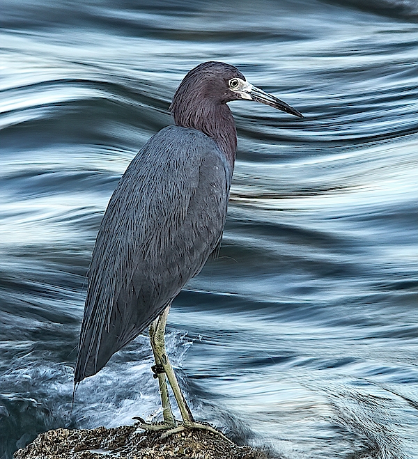 Inlet Heron by Steve DaPonte Inlet Heron by Steve DaPonte
